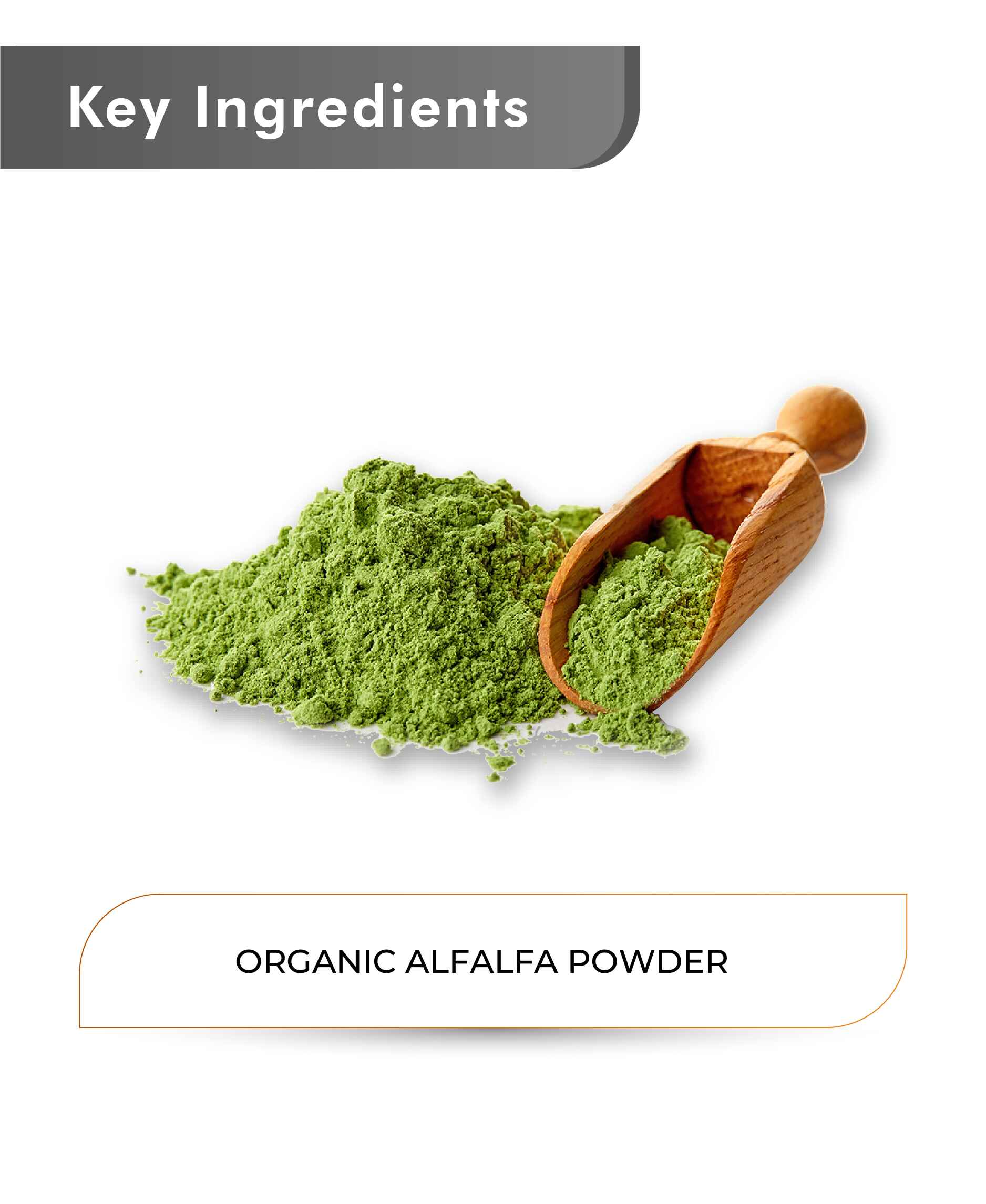 Just Jaivik Organic Alfalfa Powder - 100gm - HNW GLOBAL