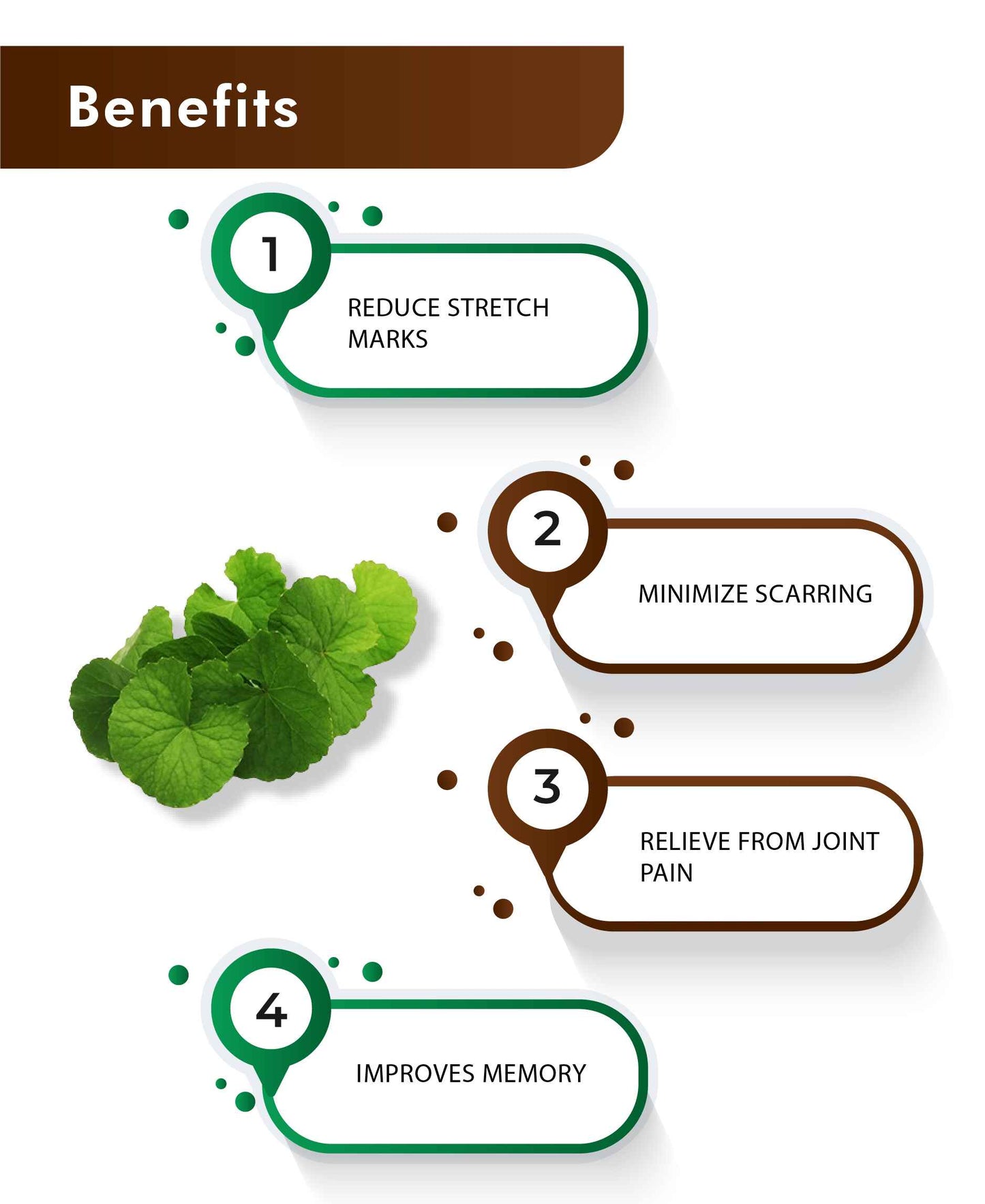 H&C Natural Gotu Kola Powder / Centella Asiatica - 100gm - HNW GLOBAL