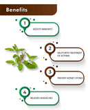 H&C Natural Tulsi Powder - 100gm - HNW GLOBAL
